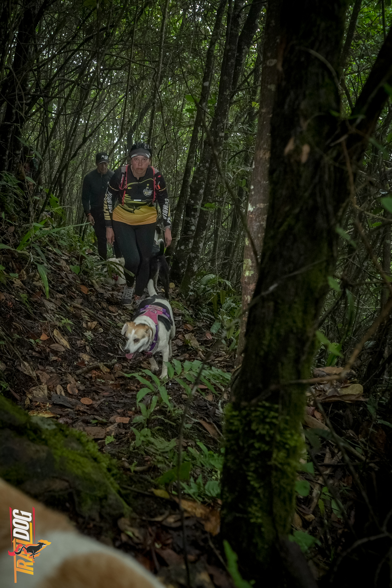 Grupo caminando con sus perros por un sendero de bosque