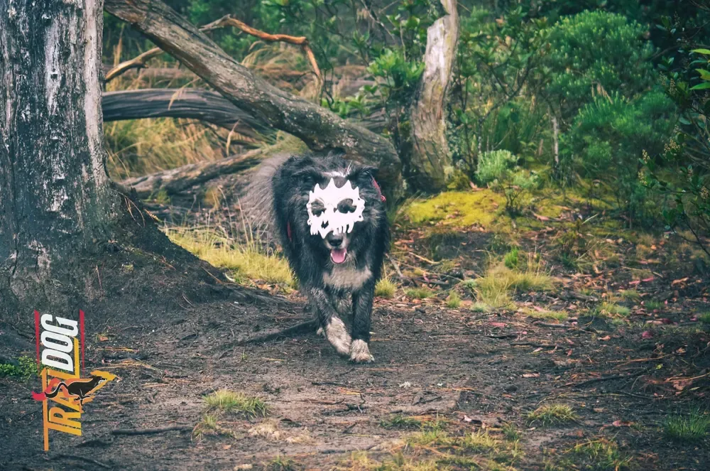 Caminata nocturna de Halloween en Guatavita con MIWA