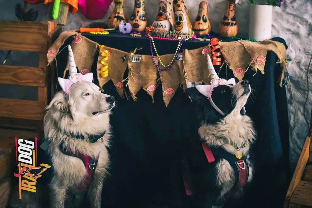 Aniversario Trail Dog en Guatavita con MIWA — Trail 10K, Caminata 5K y concurso de disfraces