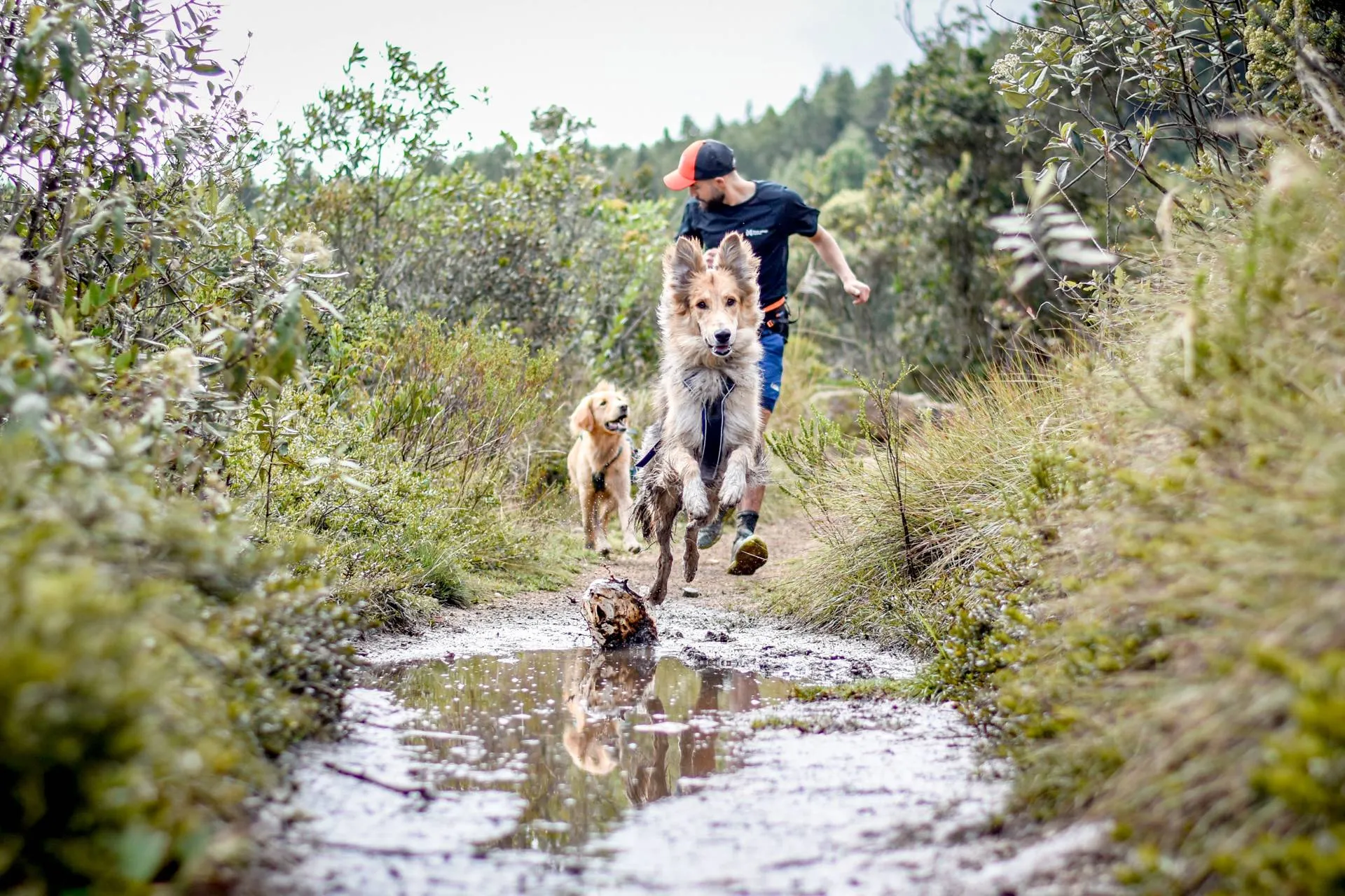 Danilo corriendo con sus perros por un sendero con equipo Non-stop Dogwear